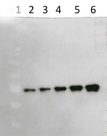 BIN2 | Brassinosteroid insensitive 2 in the group Antibodies Plant/Algal  / Hormones / Brassinosteroids/regulation at Agrisera AB (Antibodies for research) (AS16 3203)